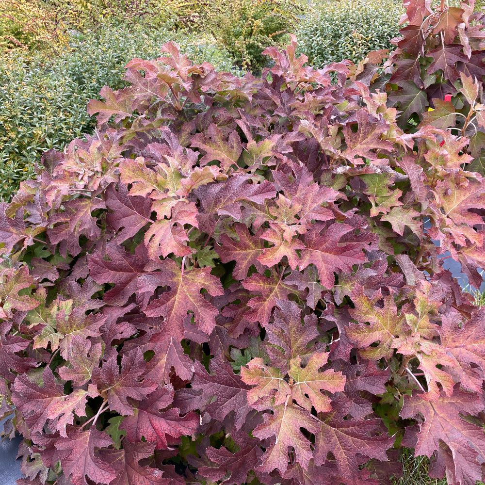Gatsby Glow Ball™ Oakleaf Hydrangea (Hydrangea quercifolia) | Proven Winners® New Variety 2025