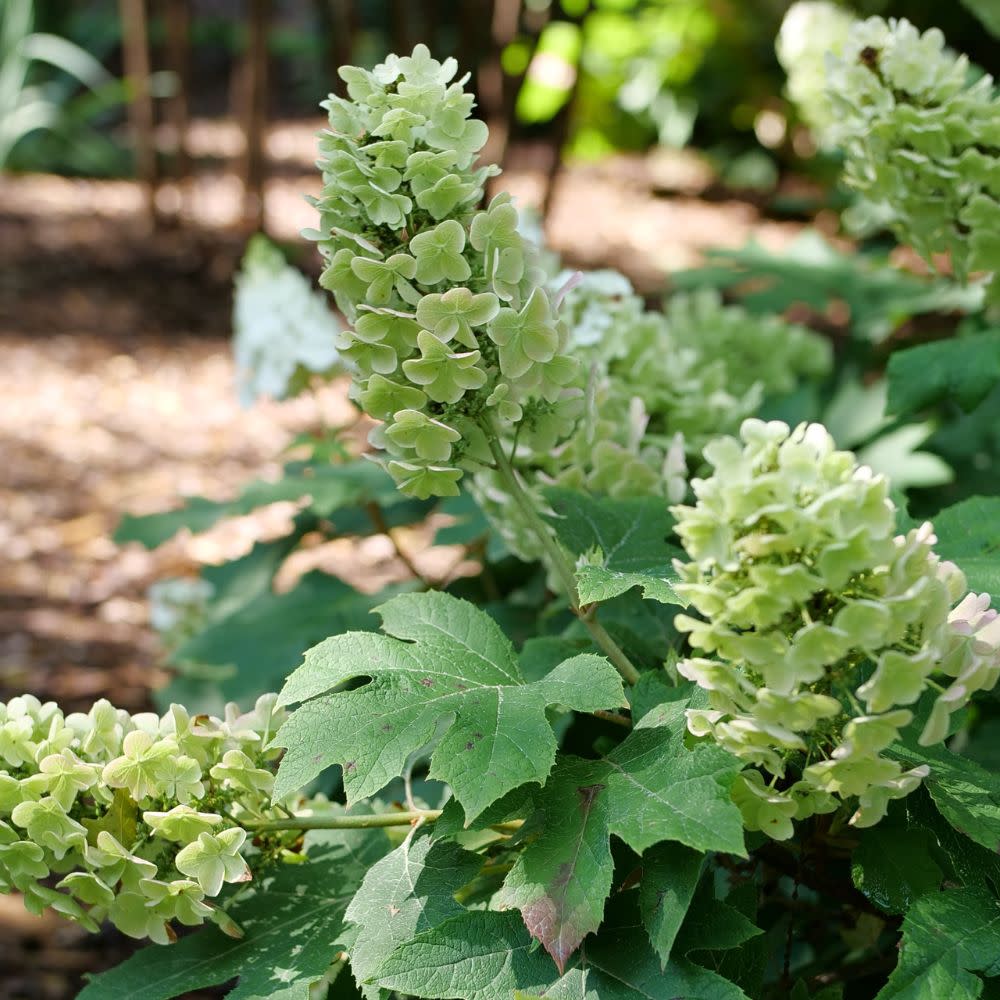 Gatsby Glow Ball™ Oakleaf Hydrangea (Hydrangea quercifolia) | Proven Winners® New Variety 2025
