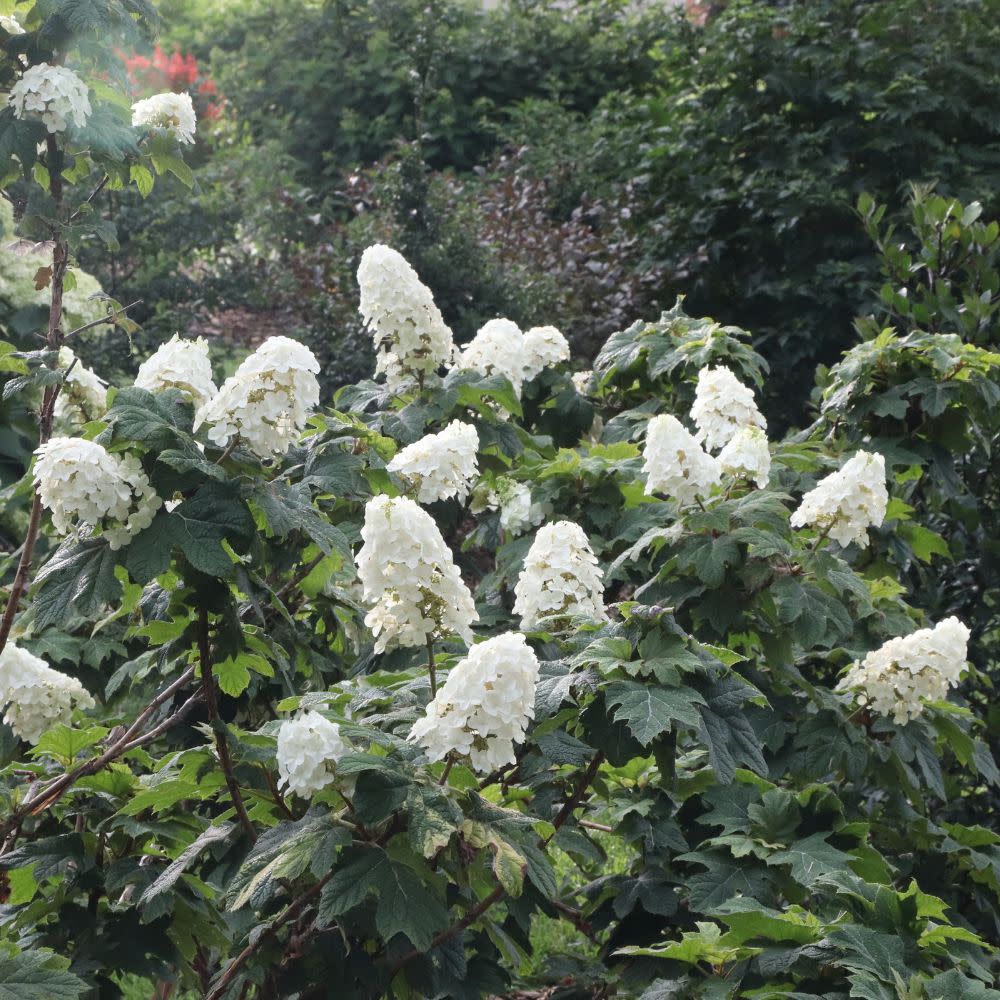Gatsby Glow Ball™ Oakleaf Hydrangea (Hydrangea quercifolia) | Proven Winners® New Variety 2025