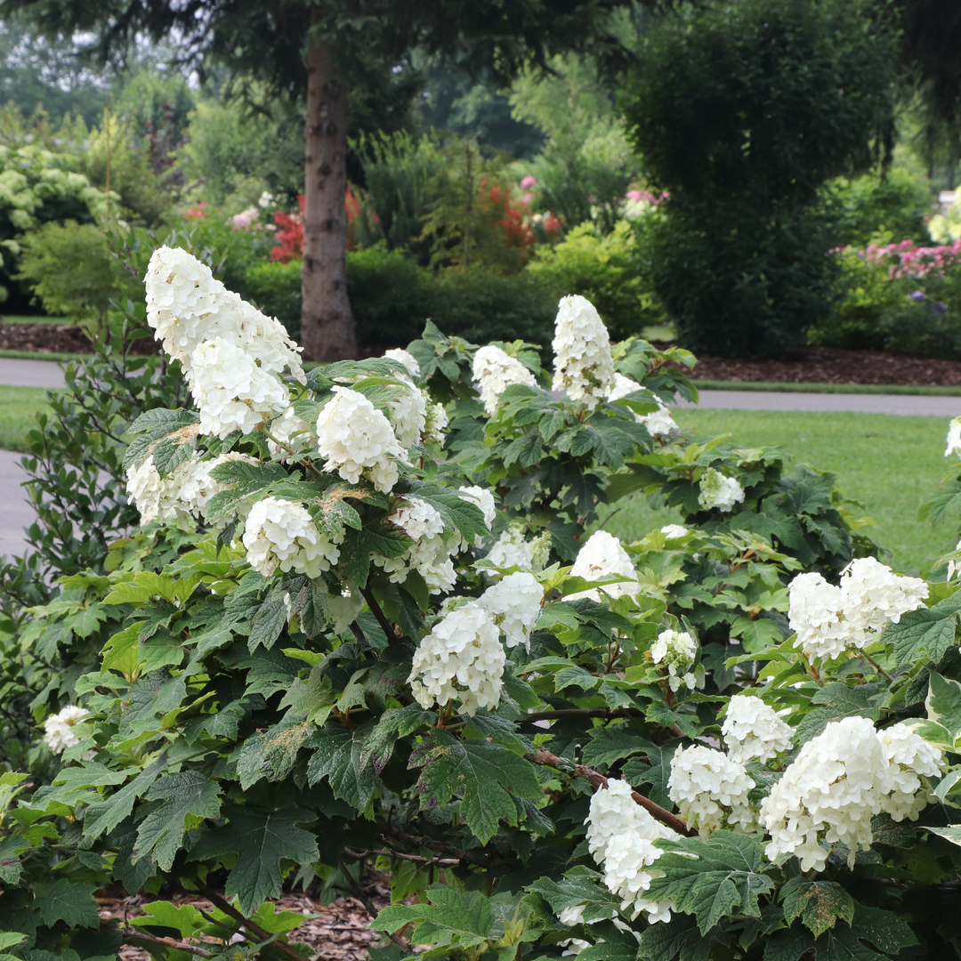 Gatsby Glow Ball Gatsby Glow Ball oakleaf hydrangea in use.