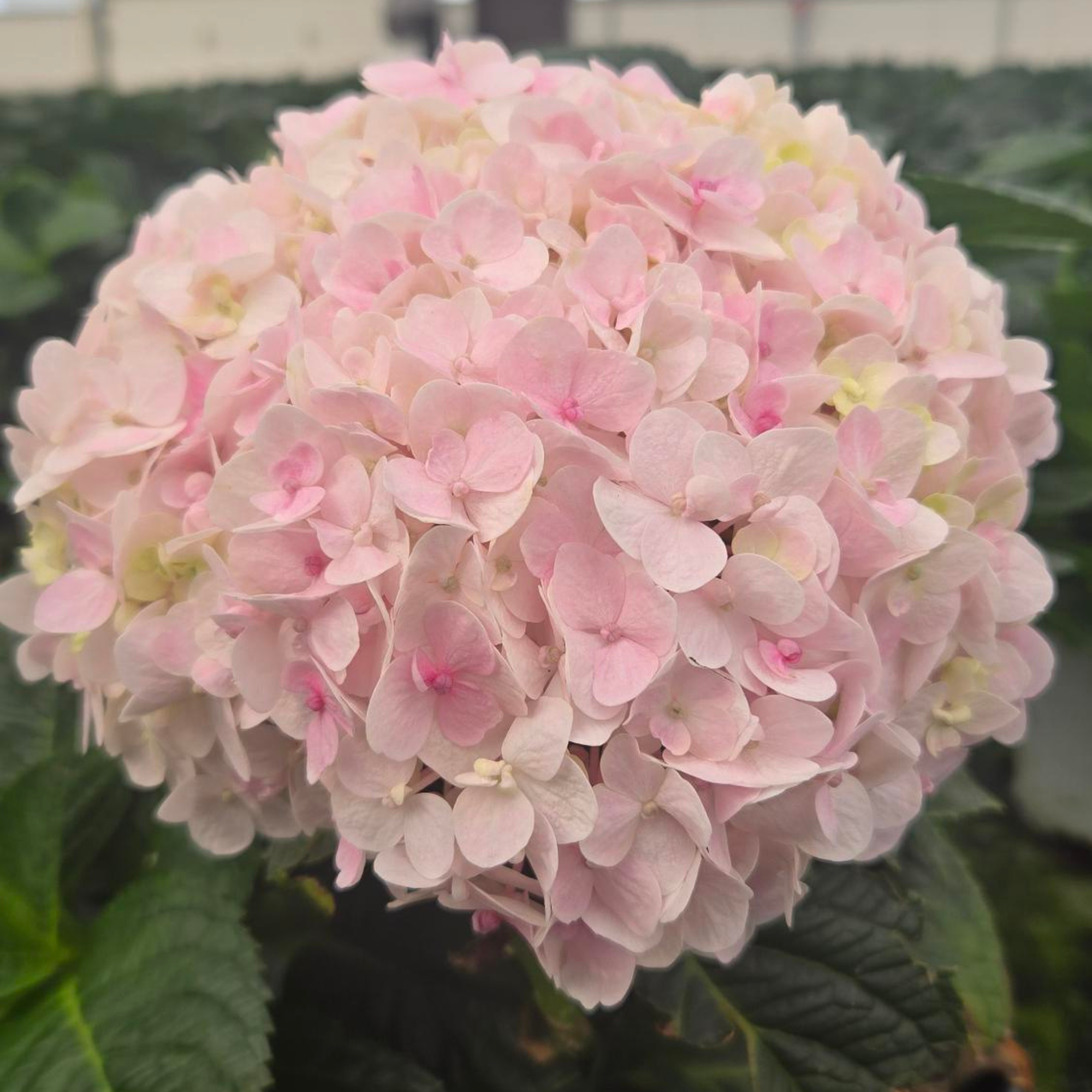 Bigleaf Hydrangea | Wee Bit Innocent® | Proven Winners® Shrubs