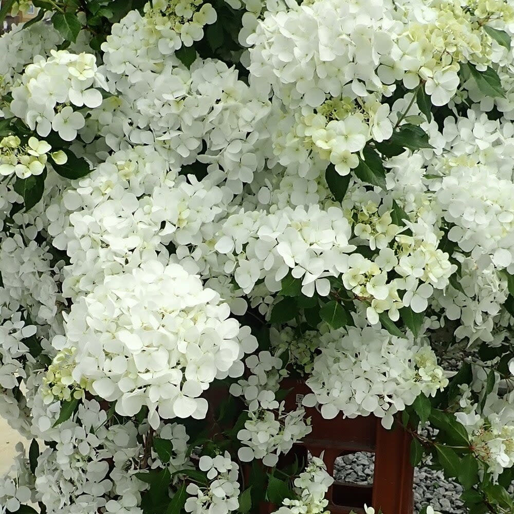Fairytrail White Fairytrail White Cascade Hydrangea up close.