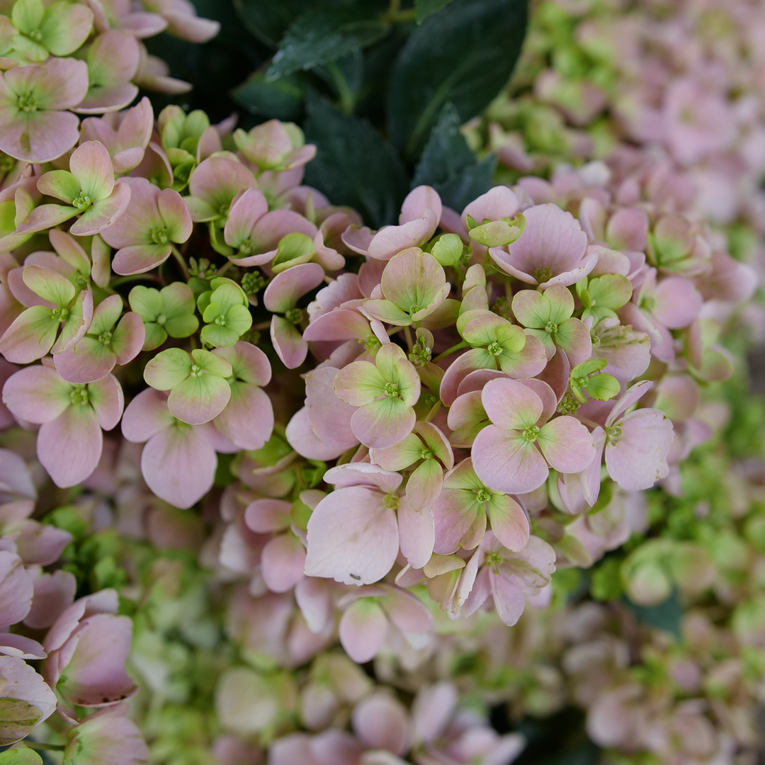 Fairytrail Fresco Fairytrail Fresco cascade hydrangea up close.