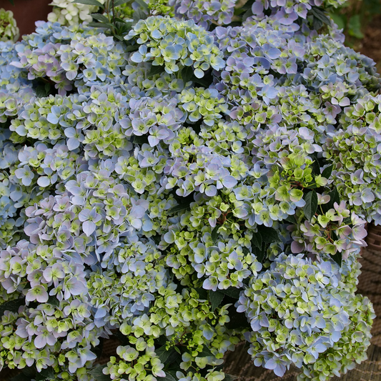 Fairytrail Fresco Fairytrail Fresco cascade hydrangea up close.