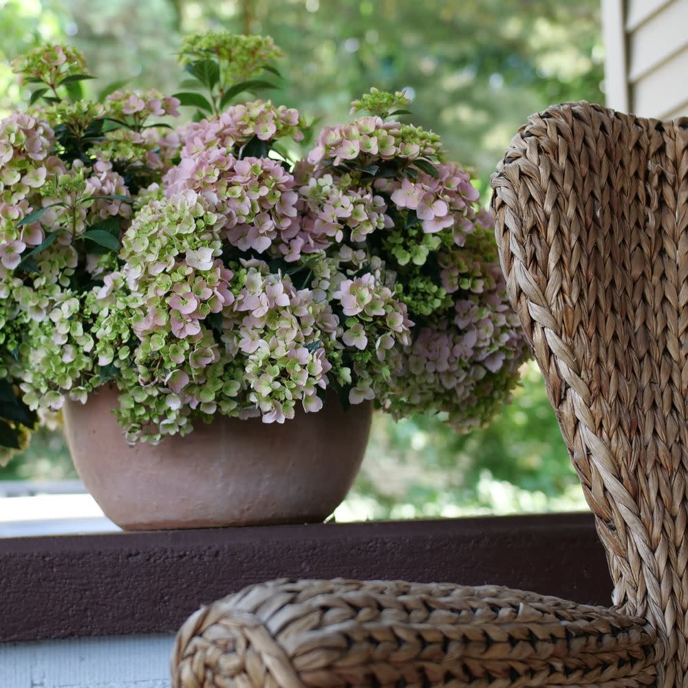 Fairytrail Fresco™ Cascade Hydrangea (Hydrangea hybrid) | Proven Winners® New Variety 2025