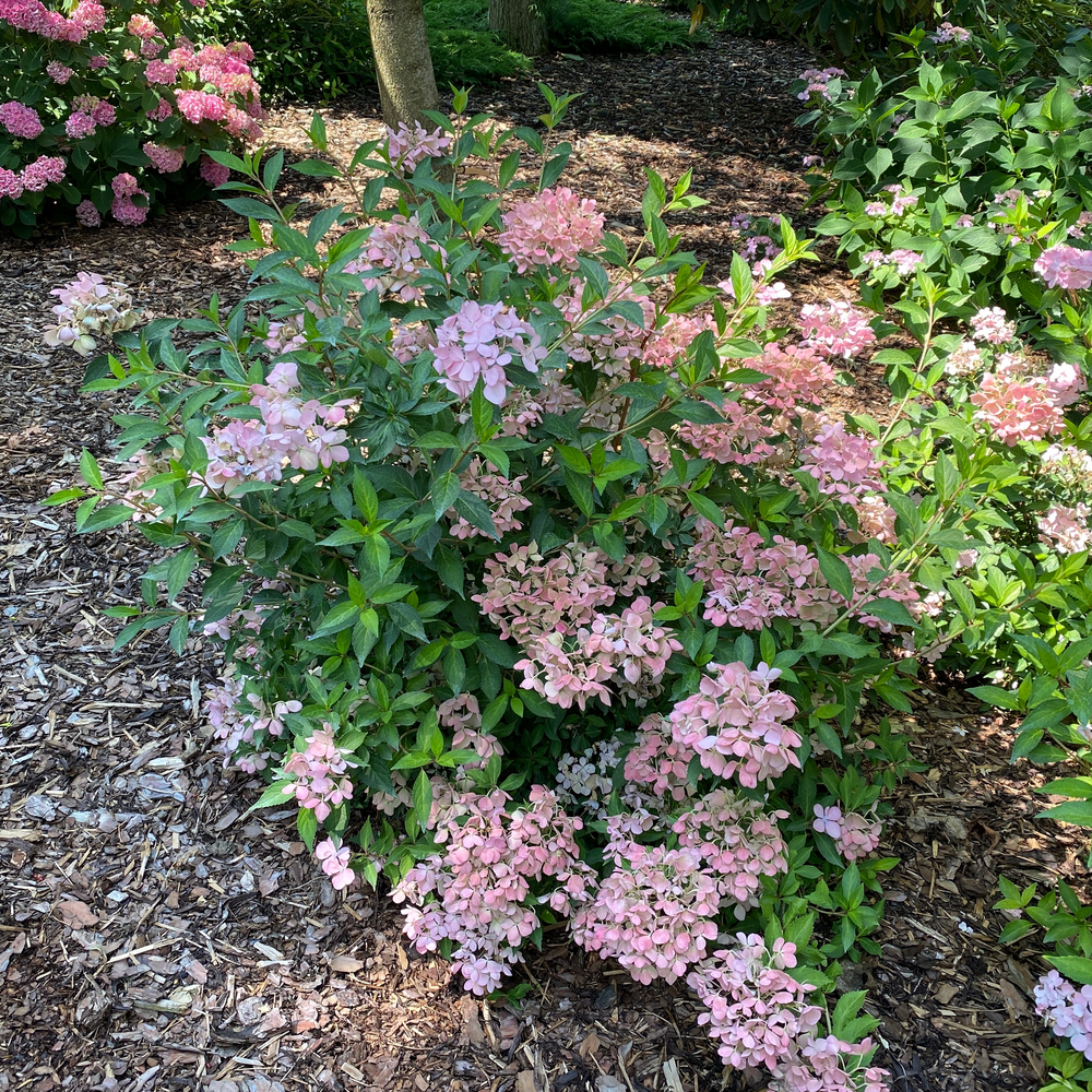 Fairytrail Fresco Fairytrail Fresco cascade hydrangea in use.