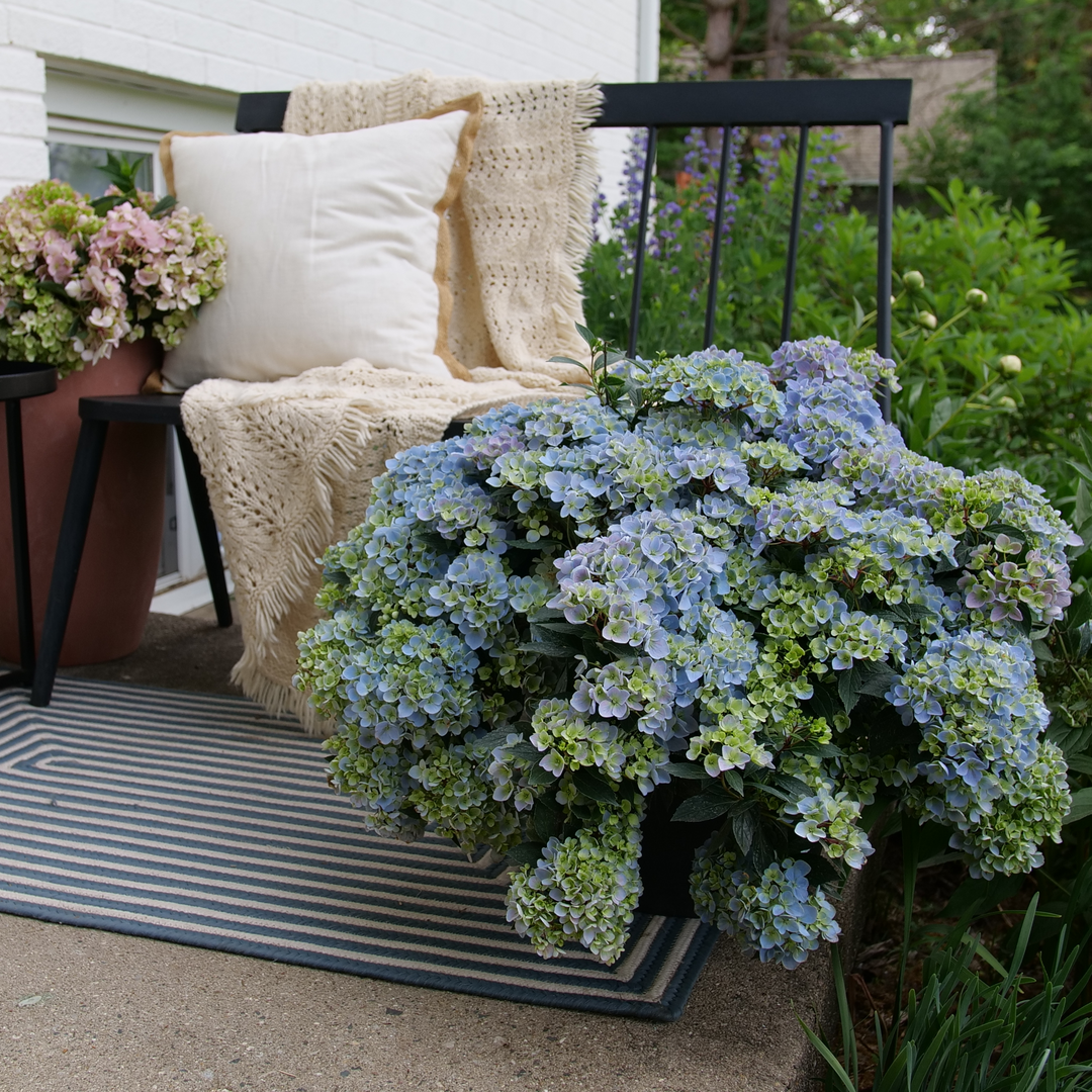 Fairytrail Fresco Fairytrail Fresco cascade hydrangea in use.