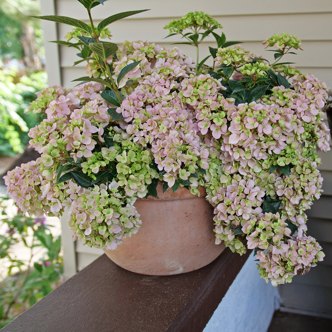 Fairytrail Fresco Fairytrail Fresco cascade hydrangea in use.