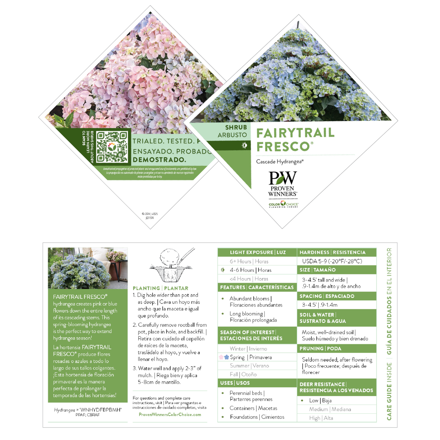 Fairytrail Fresco® Cascade Hydrangea (hybrid) | Proven Winners® New Variety 2026