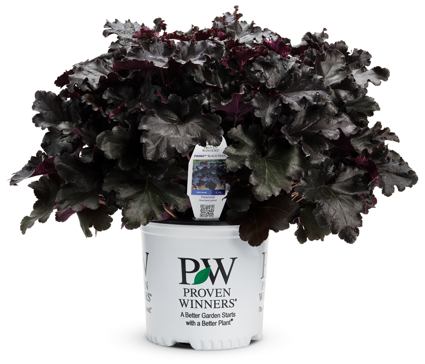 Primo® 'Black Pearl' Coral Bells (Heuchera hybrid)
