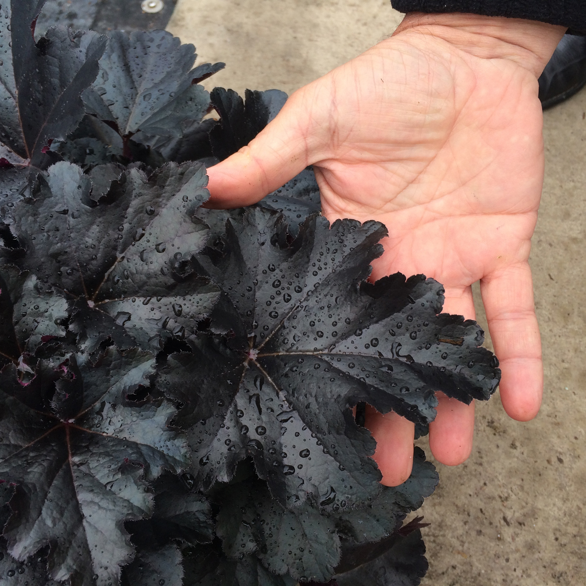 Primo® 'Black Pearl' Coral Bells (Heuchera hybrid)