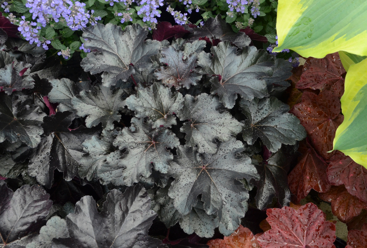 Primo® 'Black Pearl' Coral Bells (Heuchera hybrid)
