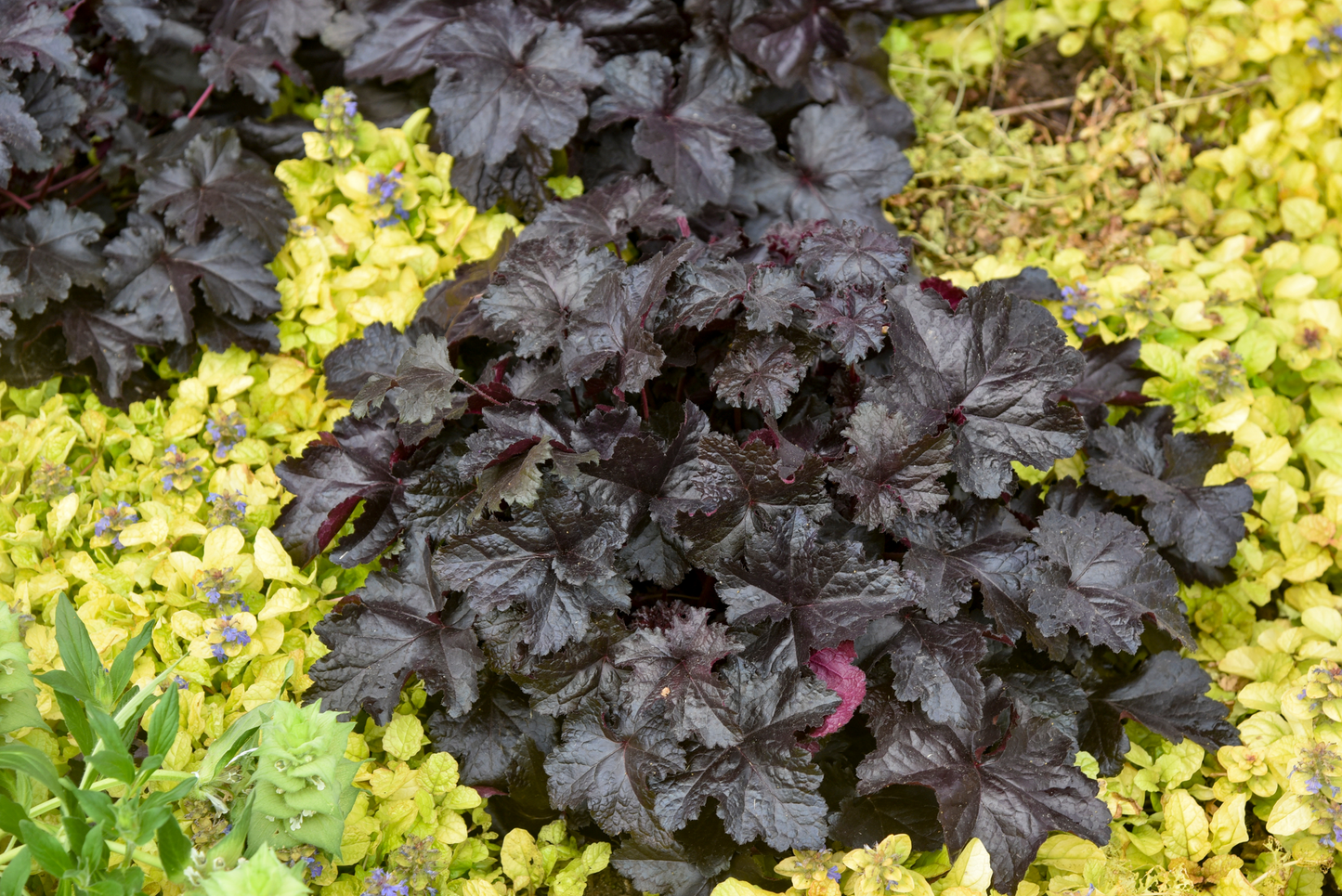Primo® 'Black Pearl' Coral Bells (Heuchera hybrid)