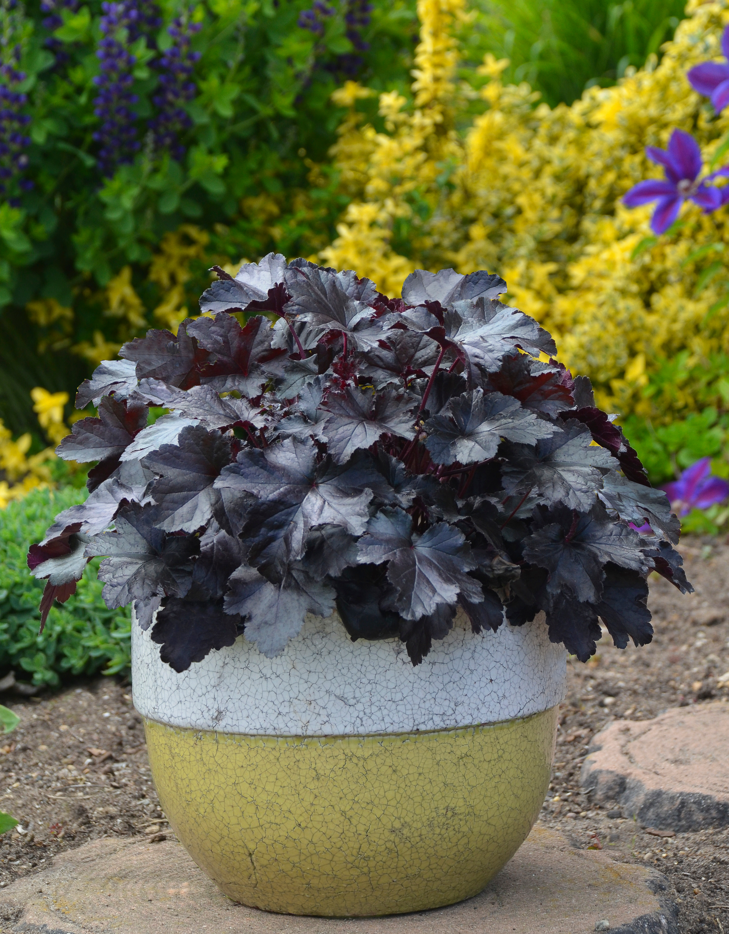 Primo® 'Black Pearl' Coral Bells (Heuchera hybrid)