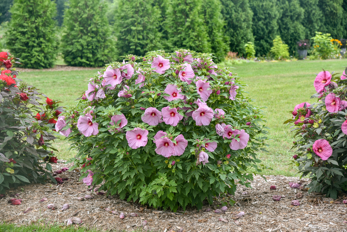 Summerific® 'Lilac Crush' Rose Mallow (Hibiscus hybrid)
