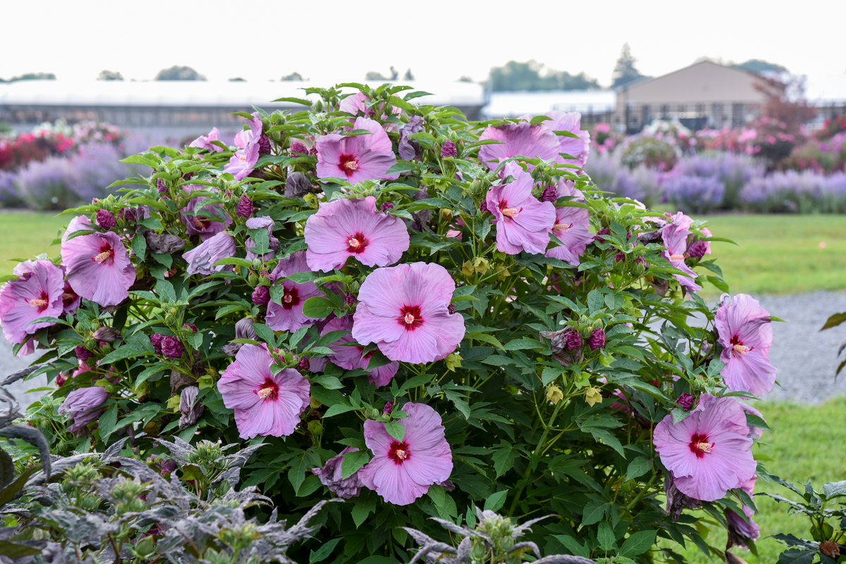 Summerific® 'Lilac Crush' Rose Mallow (Hibiscus hybrid)