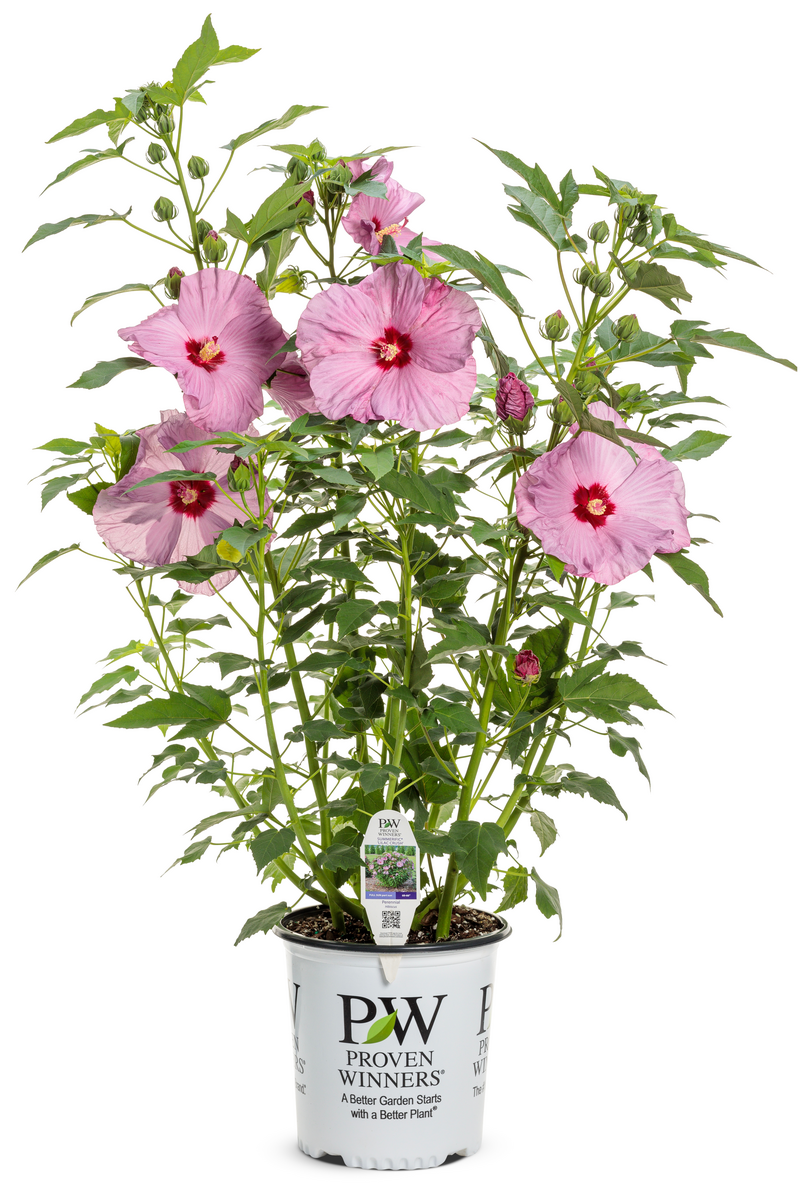 Summerific® 'Lilac Crush' Rose Mallow (Hibiscus hybrid)
