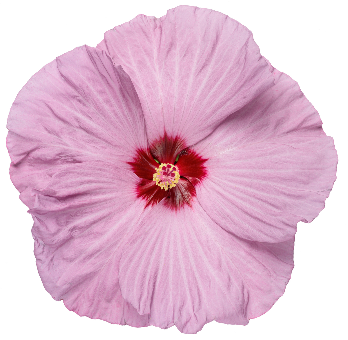 Summerific® 'Lilac Crush' Rose Mallow (Hibiscus hybrid)