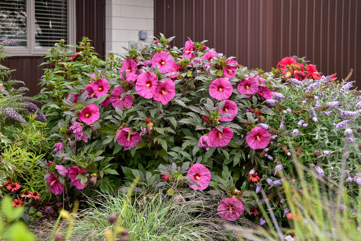 Summerific® 'Berry Awesome' Rose Mallow (Hibiscus hybrid)