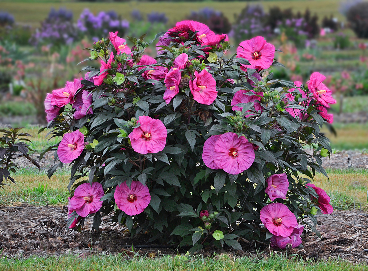 Summerific® 'Berry Awesome' Rose Mallow (Hibiscus hybrid)