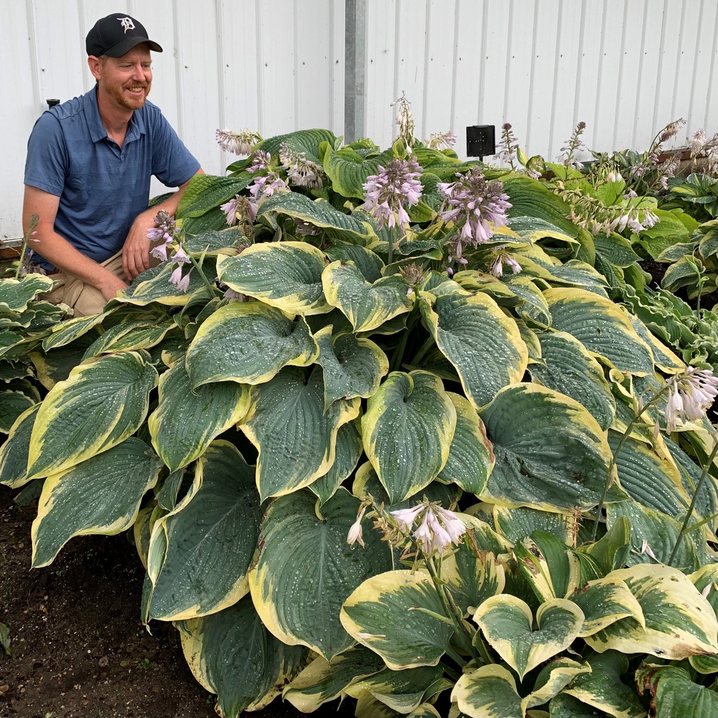 Shadowland® 'Gigantosaurus' (Hosta hybrid)