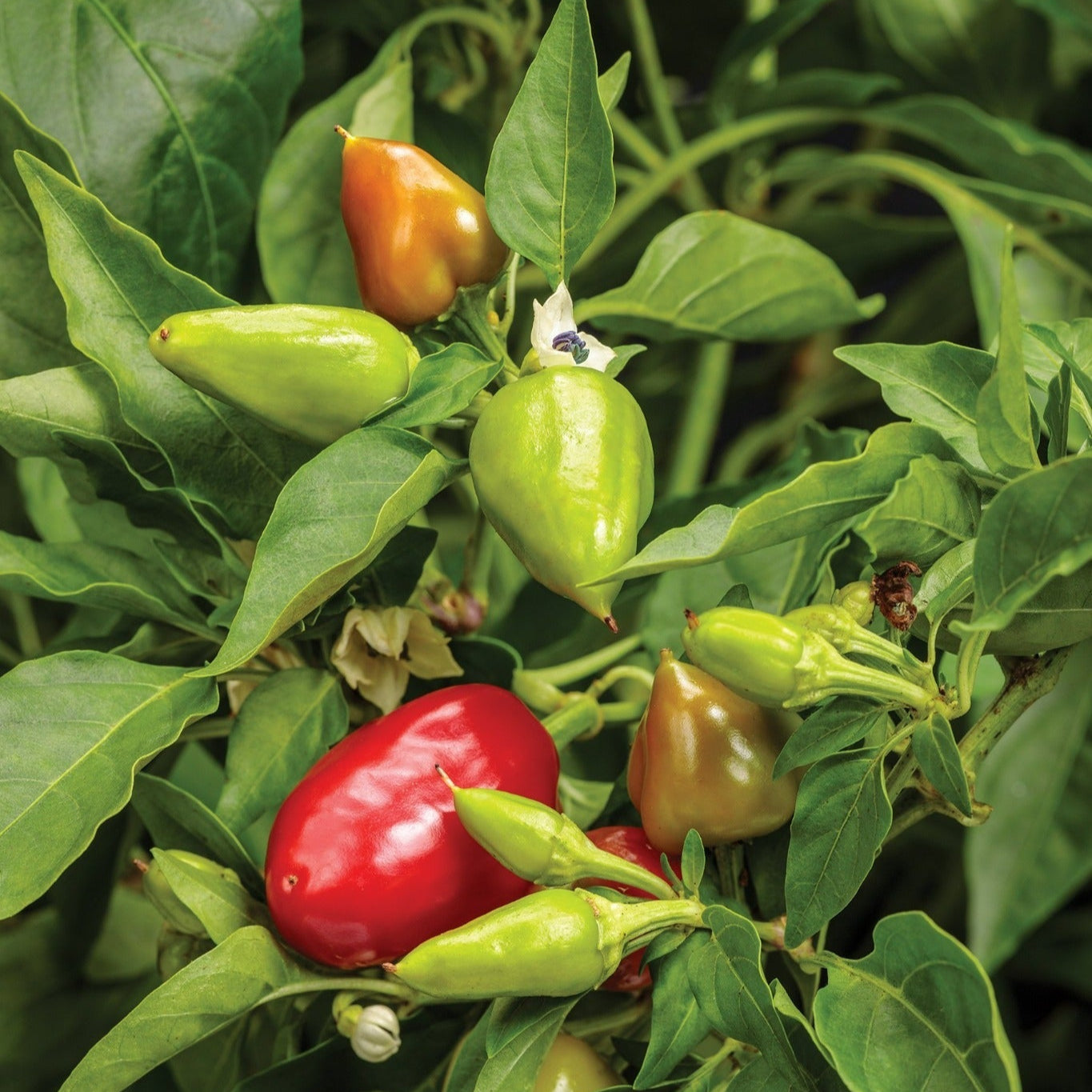 Seeds Fire Away™ 'Hot and Heavy' Hot Pepper (Capsicum)