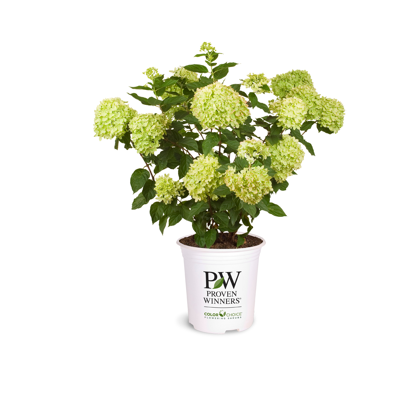 Little Lime® Panicle Hydrangea (Hydrangea paniculata)