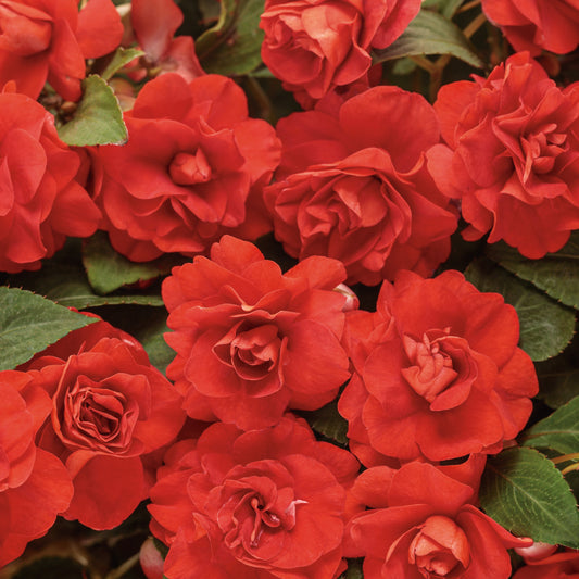 Rockapulco® Red Double Impatiens (Impatiens walleriana) | Proven Winners® New Variety 2025