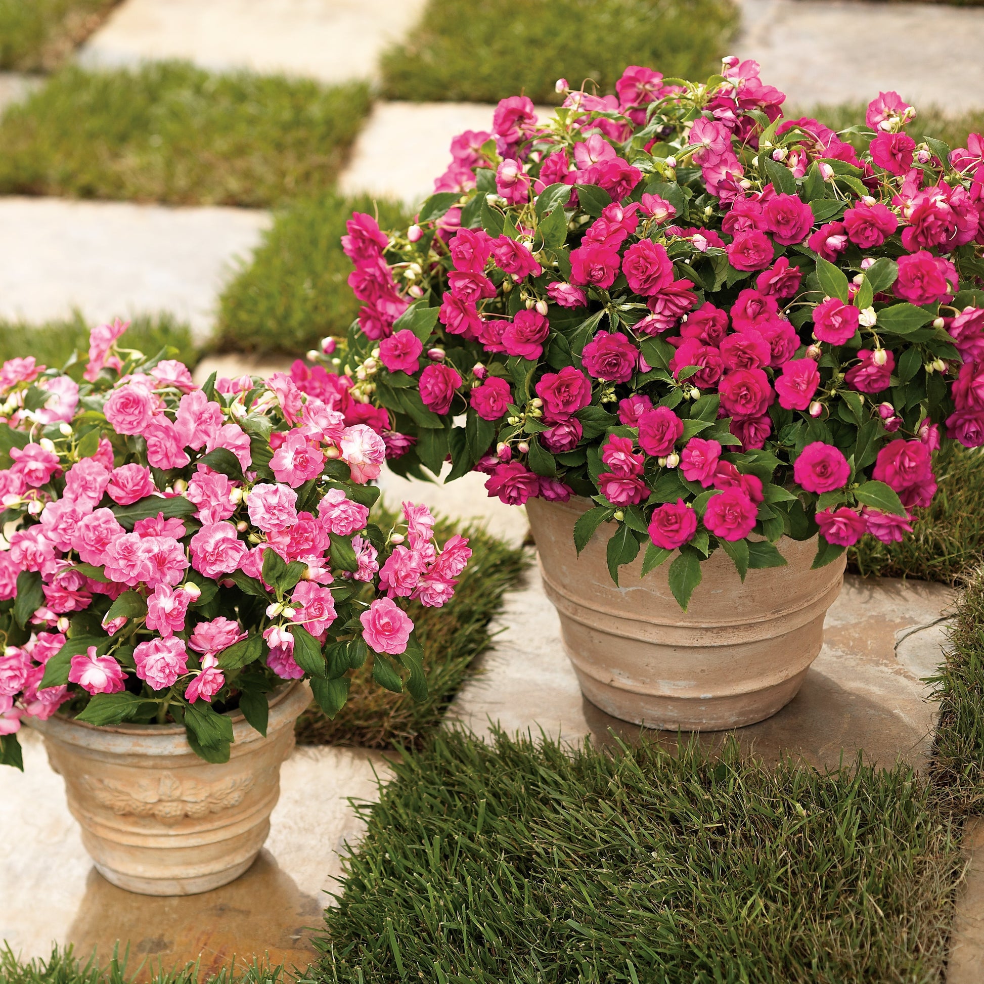 Rockapulco Rose Double Impatiens in use.