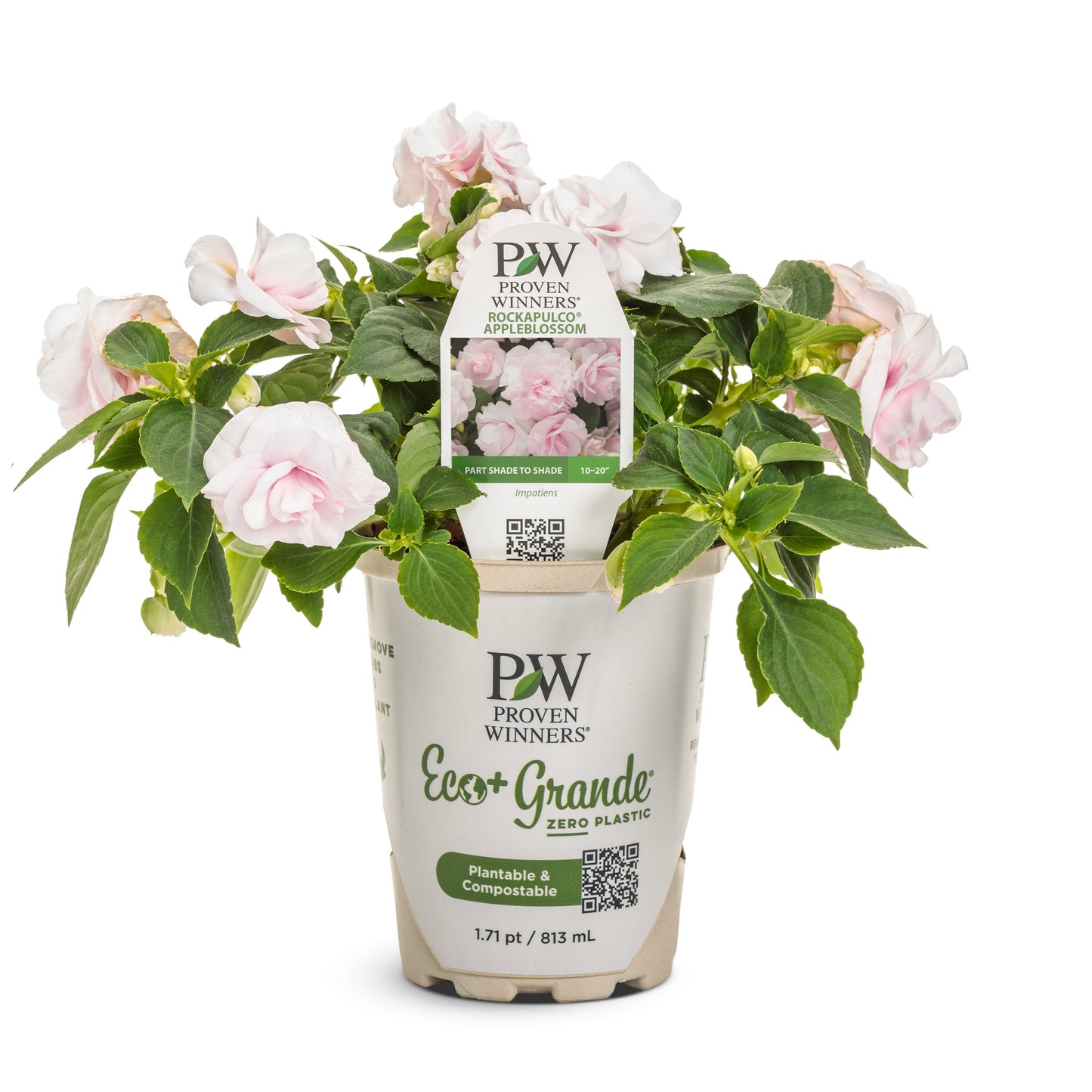 Rockapulco® Appleblossom Double Impatiens (Impatiens walleriana) | Proven Winners® New Variety 2025