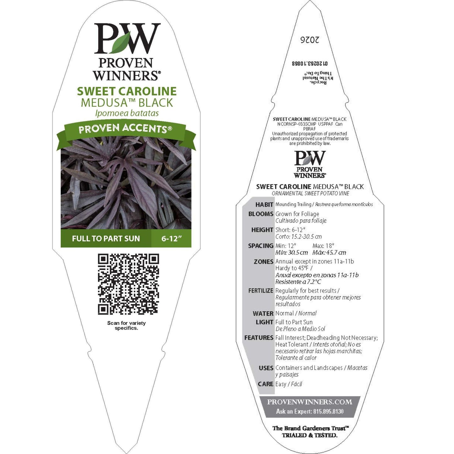 Sweet Caroline Medusa™ Black Ornamental Sweet Potato Vine (Ipomoea batatas) | Proven Winners® New Variety 2026