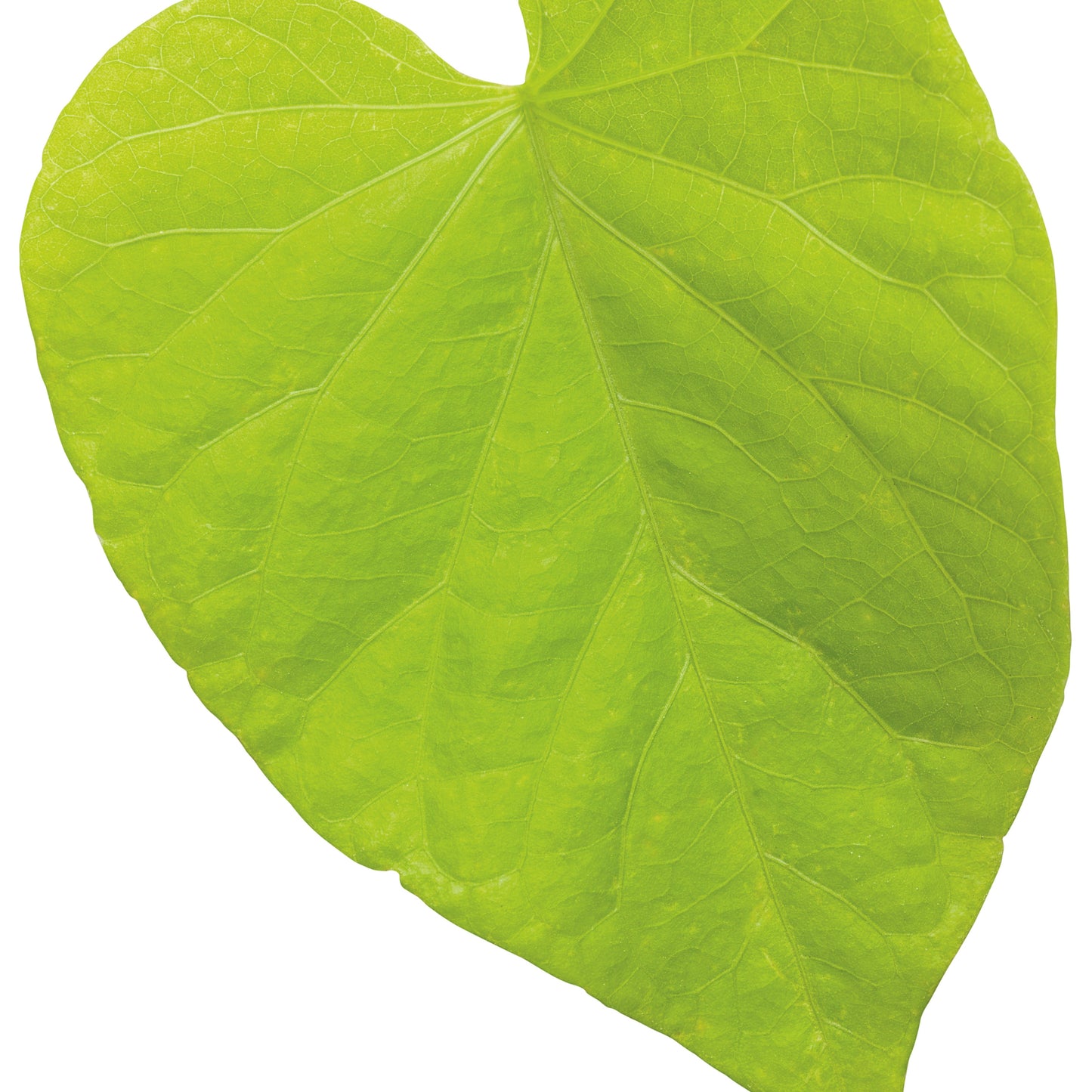 Sweet Caroline Sweetheart Lime Sweet Potato Vine (Ipomoea hybrid)