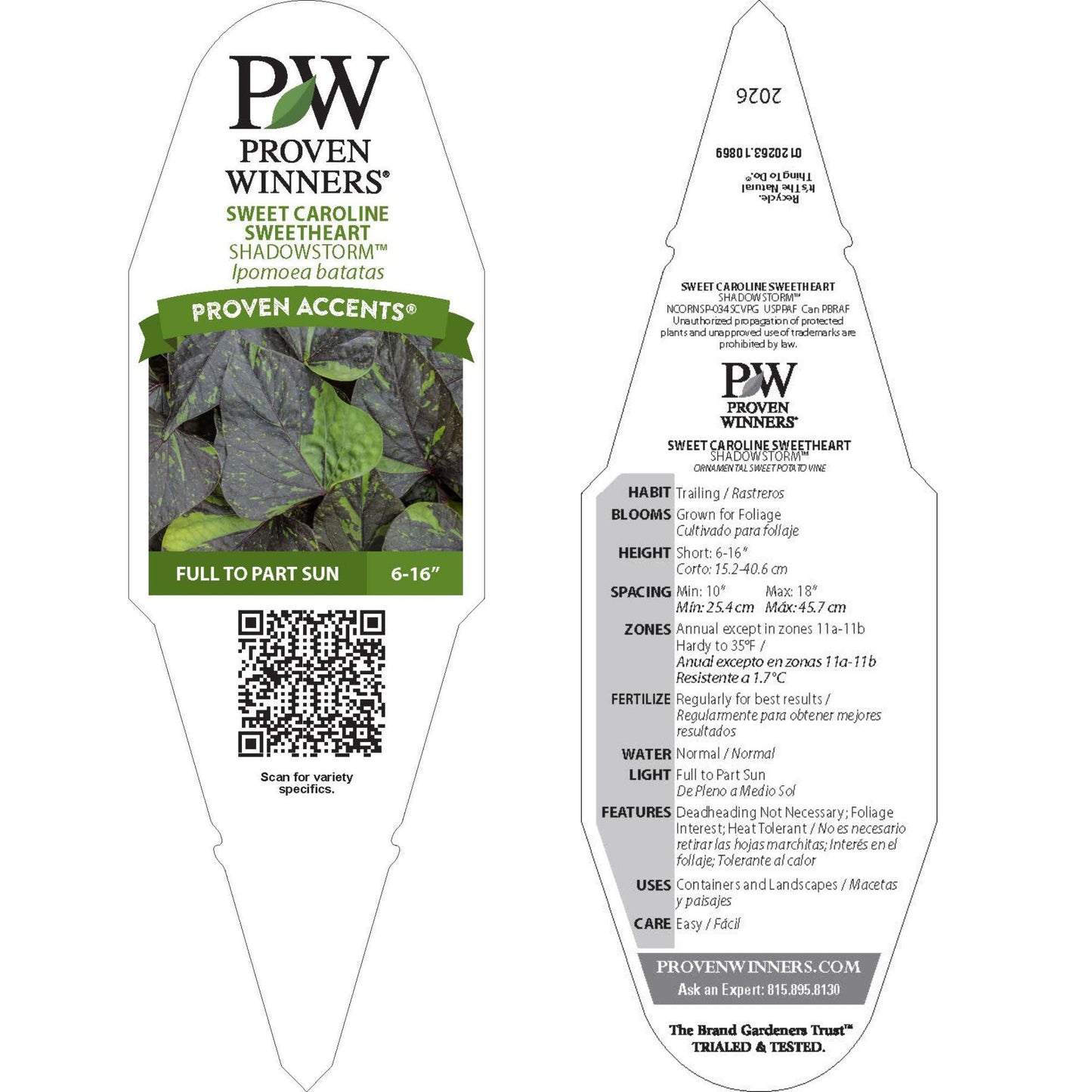 Sweet Caroline Sweetheart Shadowstorm™ Sweet Potato Vine (Ipomoea) | Proven Winners® New Variety 2026