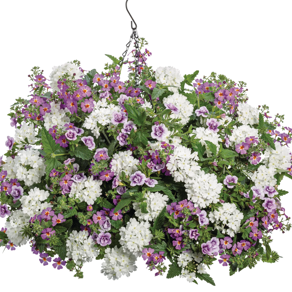 Safari Dusk South African Phlox in use.