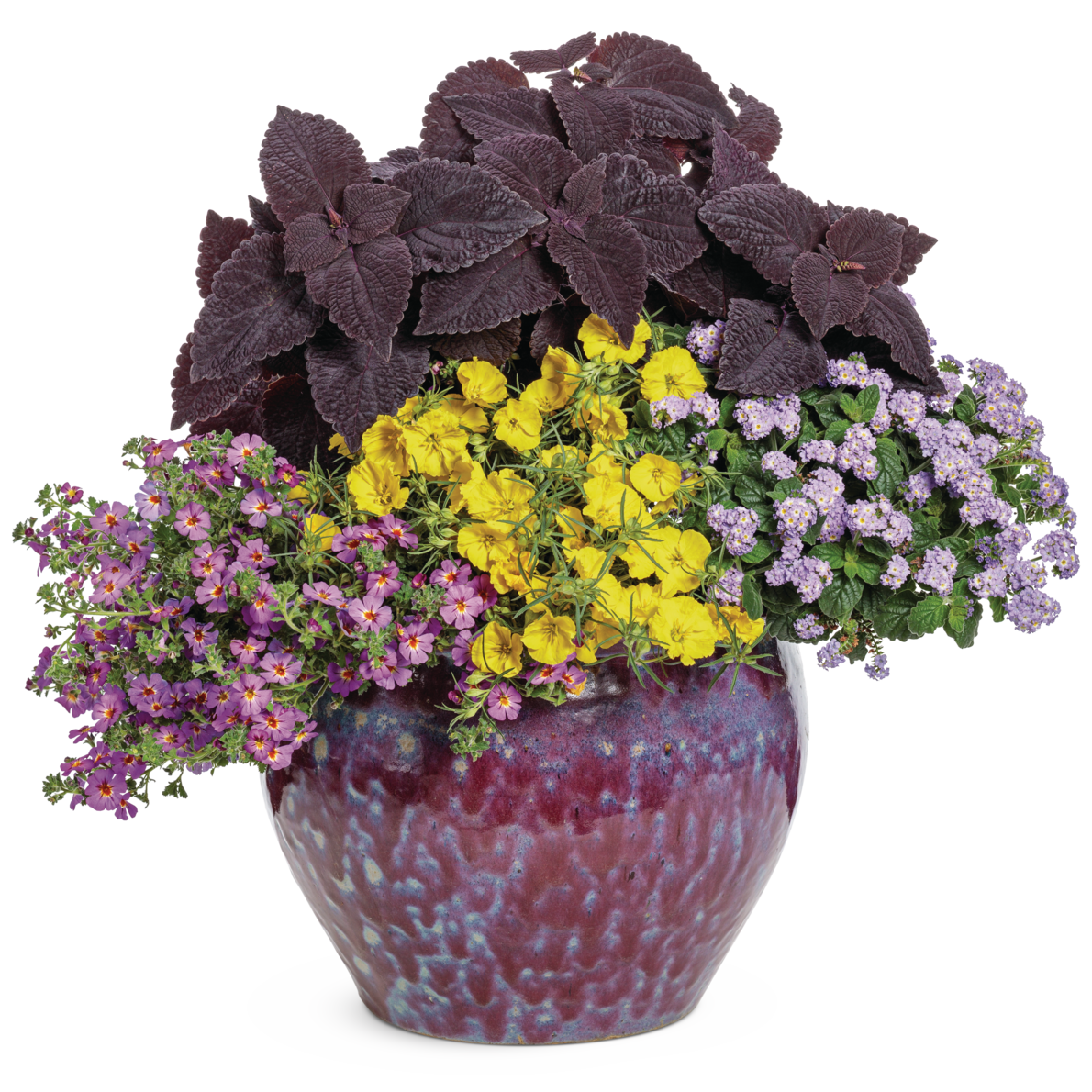 Safari Dusk South African Phlox in use.