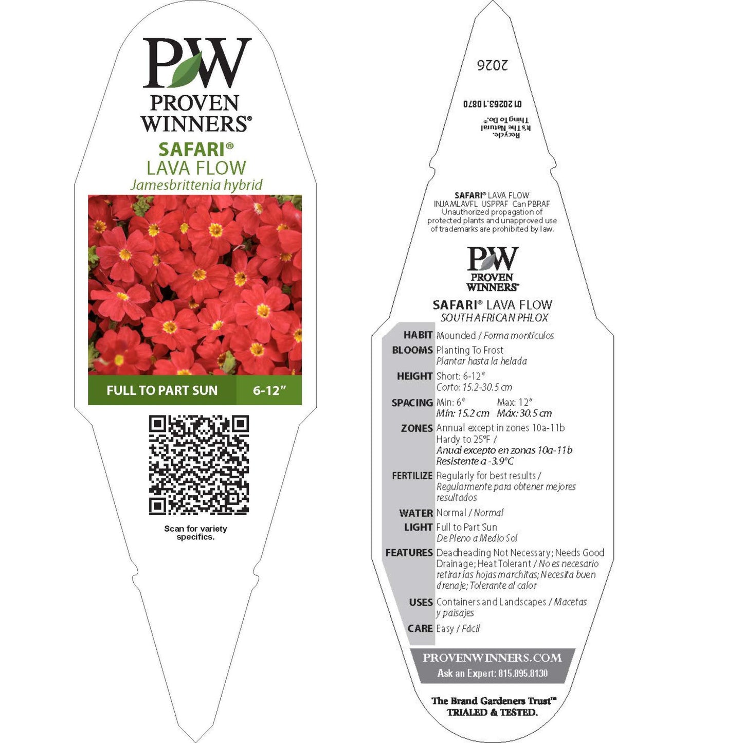 Safari® Lava Flow African Phlox (Jamesbrittenia hybrid) | Proven Winners® New Variety 2026