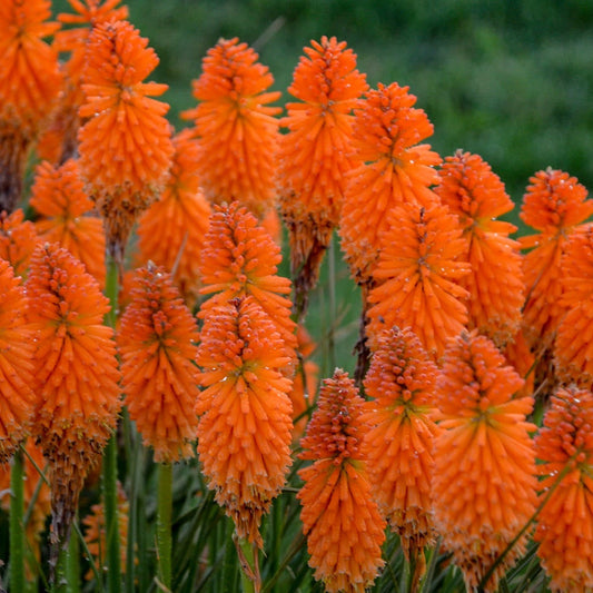 Pyromania 'Orange Blaze' Red Hot Poker up close.