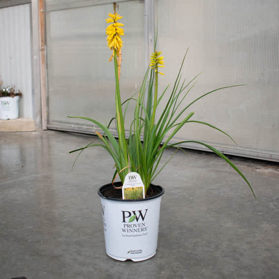 Pyromania 'Solar Flare' Pyromania 'Solar Flare' Red Hot Poker in use.
