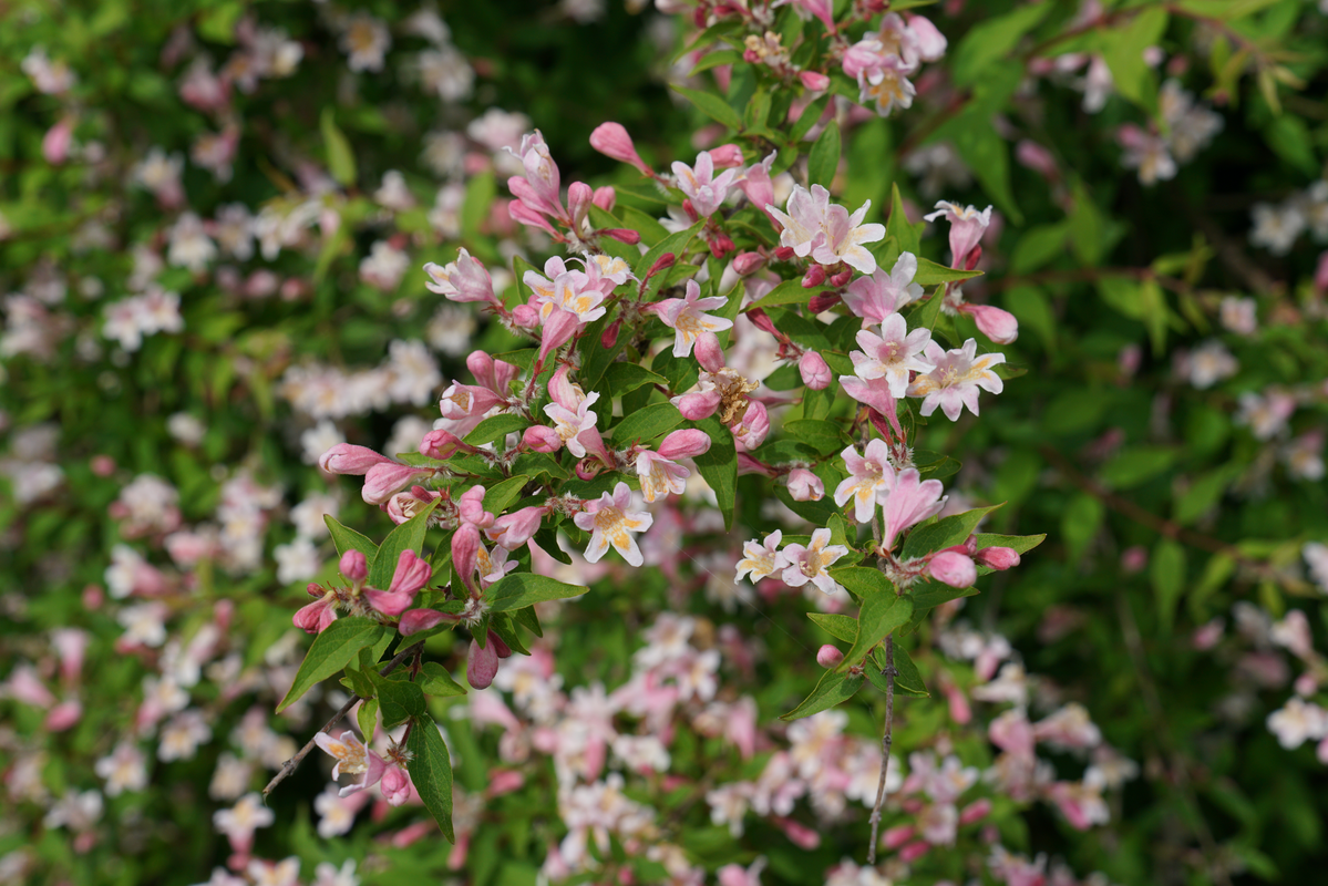 Jolene Jolene® Beautybush (Kolkwitzia)