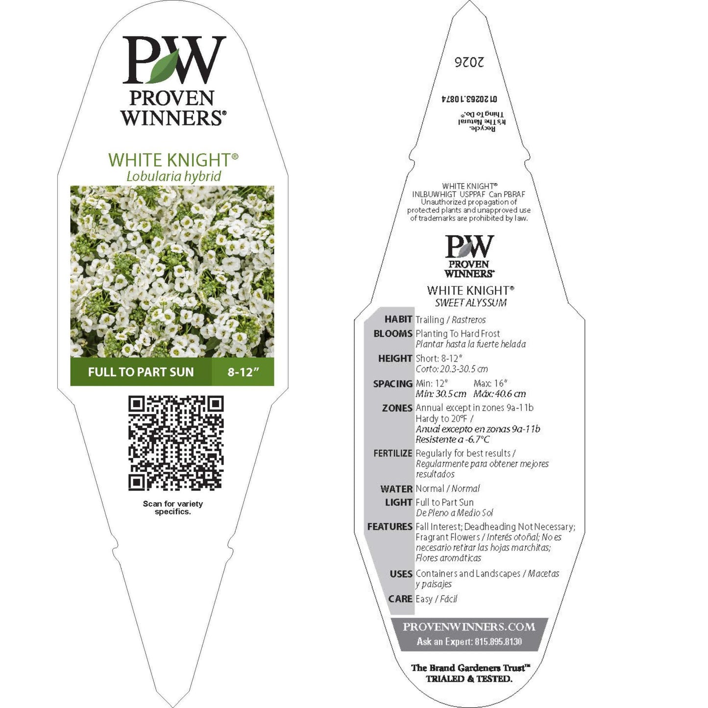 White Knight® Sweet Alyssum (Lobularia hybrid)