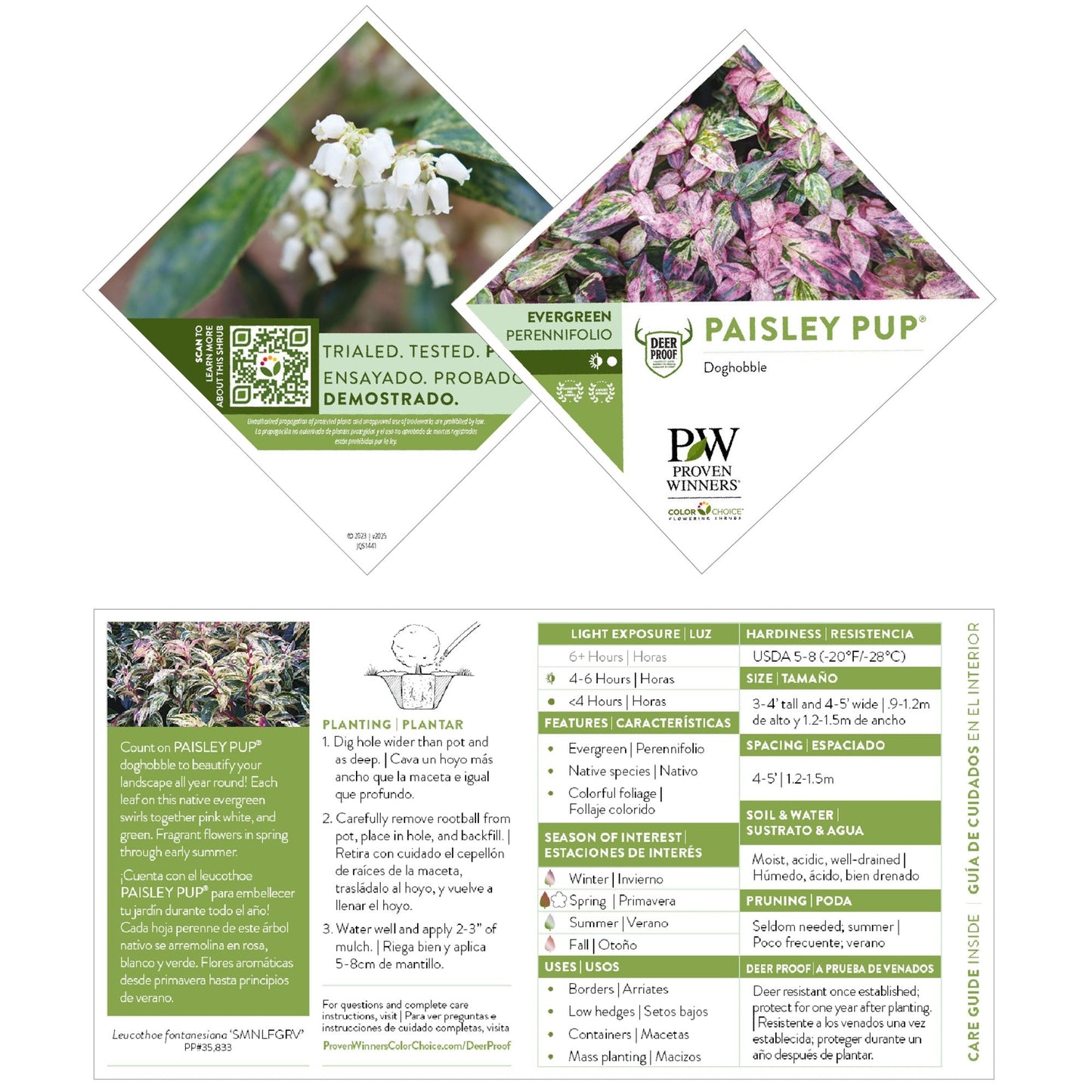 Paisley Pup® Doghobble (Leucothoe fontanesiana)