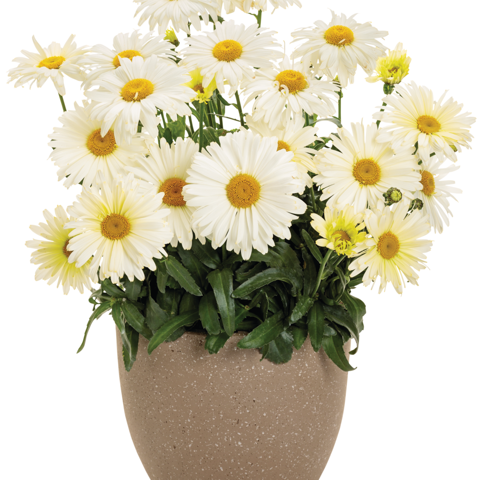 Amazing Daisies 'Banana Cream II' Shasta Daisy in use.