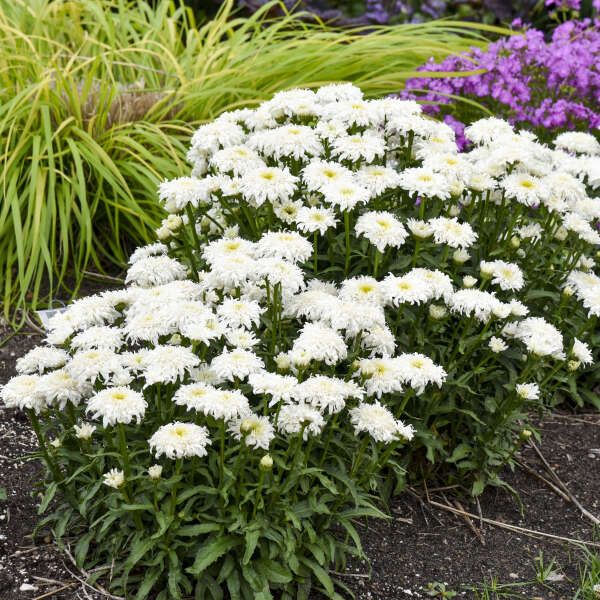Amazing Daisies® 'Marshmallow' Shasta Daisy (Leucanthemum superbum)