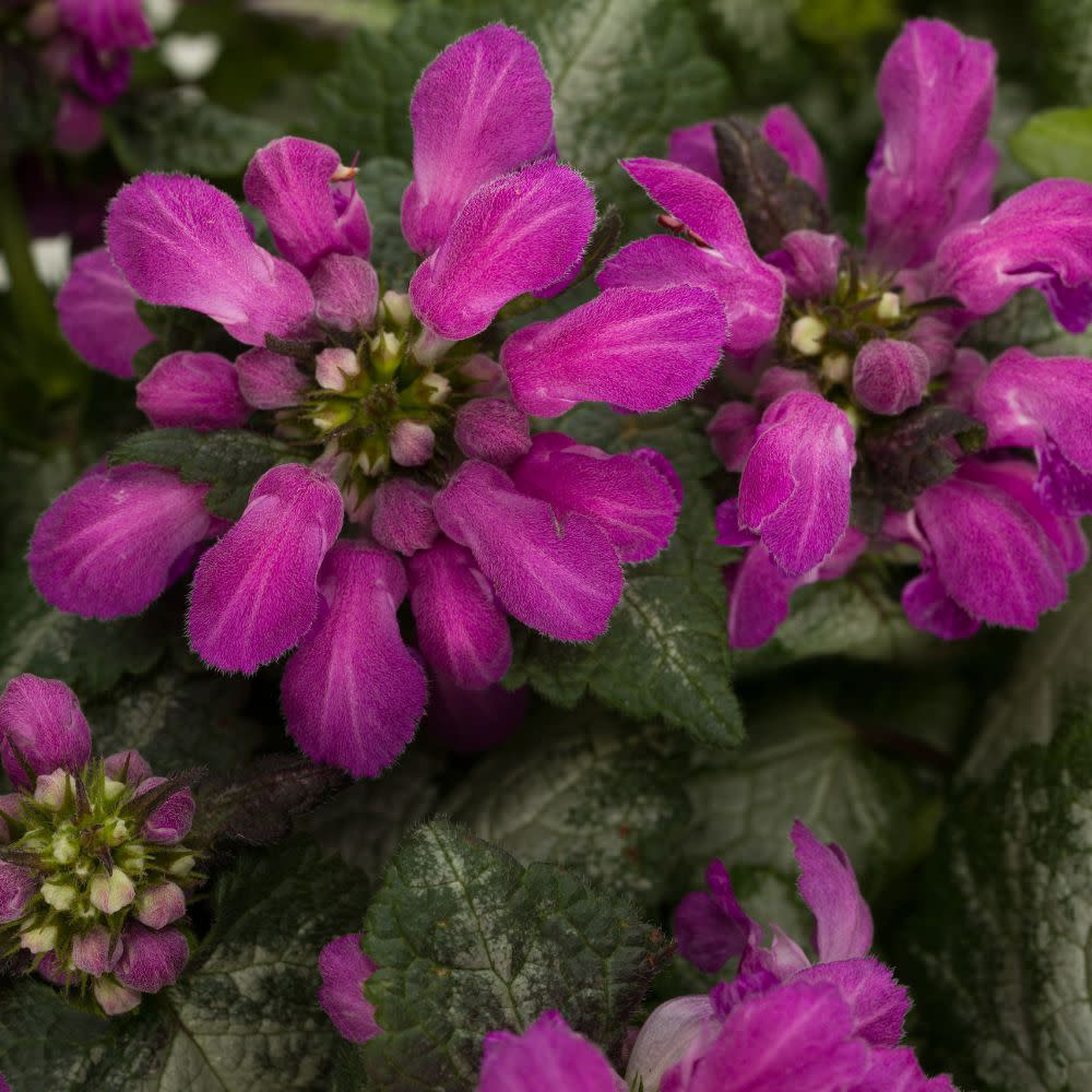 Proven Selections® Purple Chablis™ Dead Nettle (Lamium maculatum)