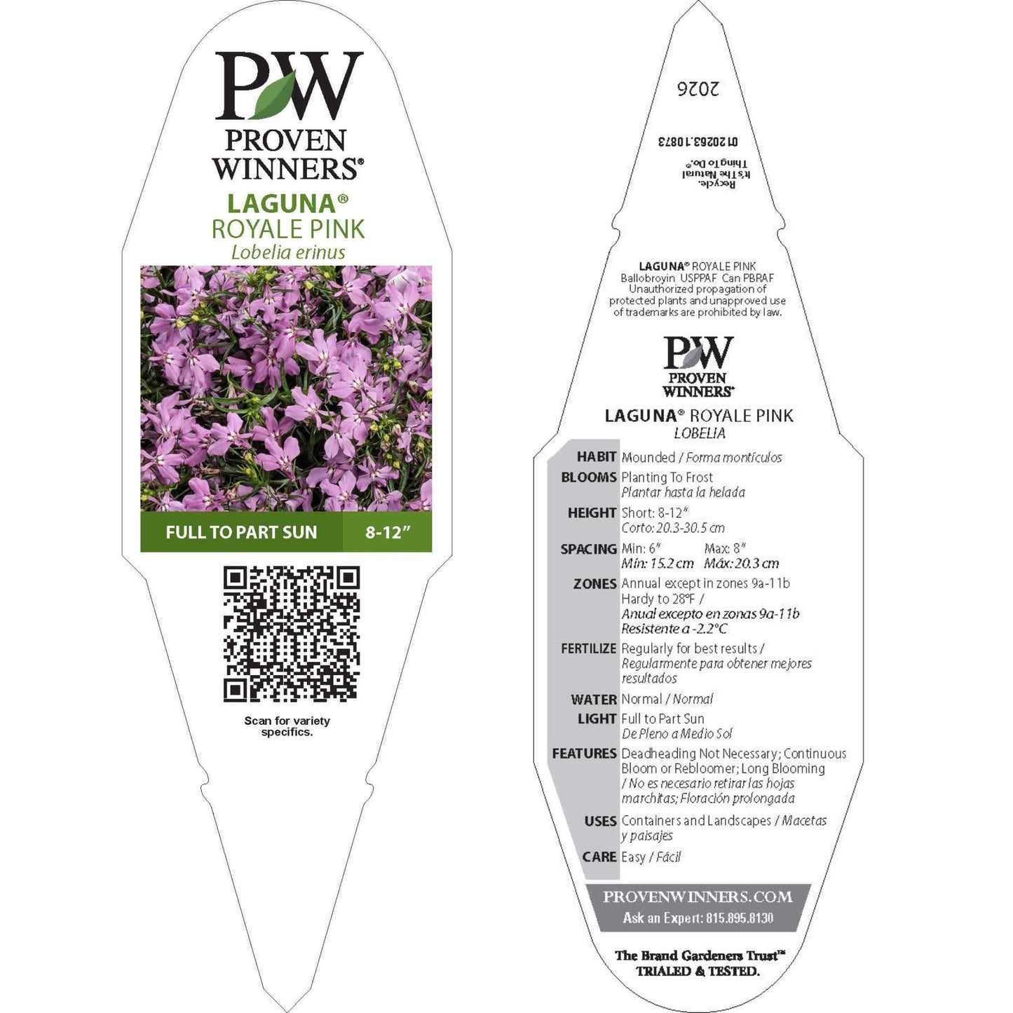 Laguna® Royale Pink Lobelia (erinus) | Proven Winners® New Variety 2026