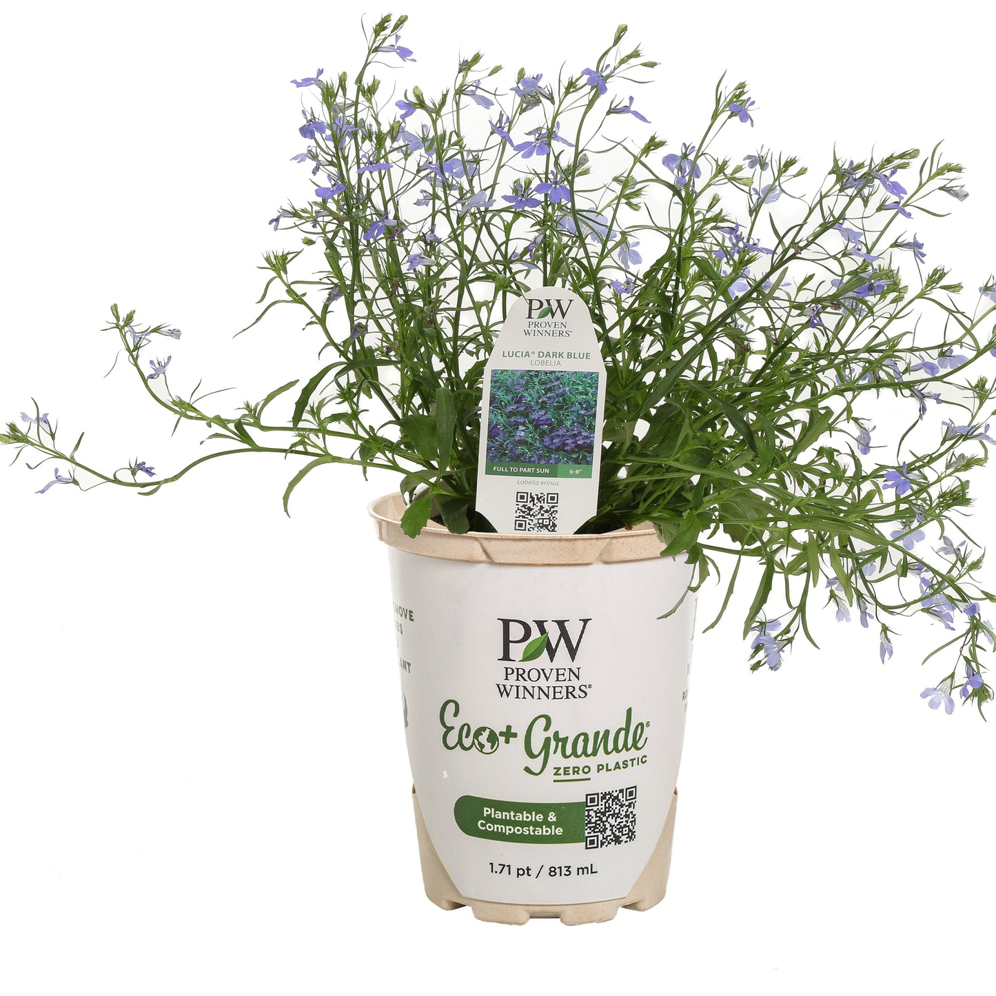 Laguna® Dark Blue Lobelia (Lobelia erinus)