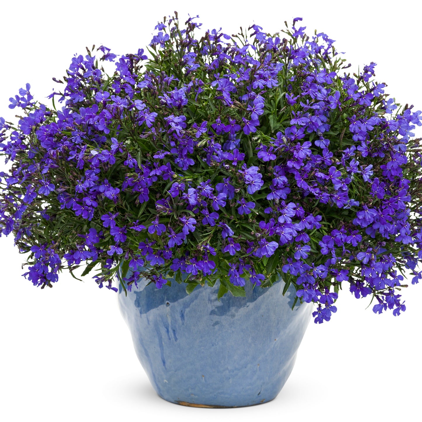 Laguna® Dark Blue Lobelia (Lobelia erinus)