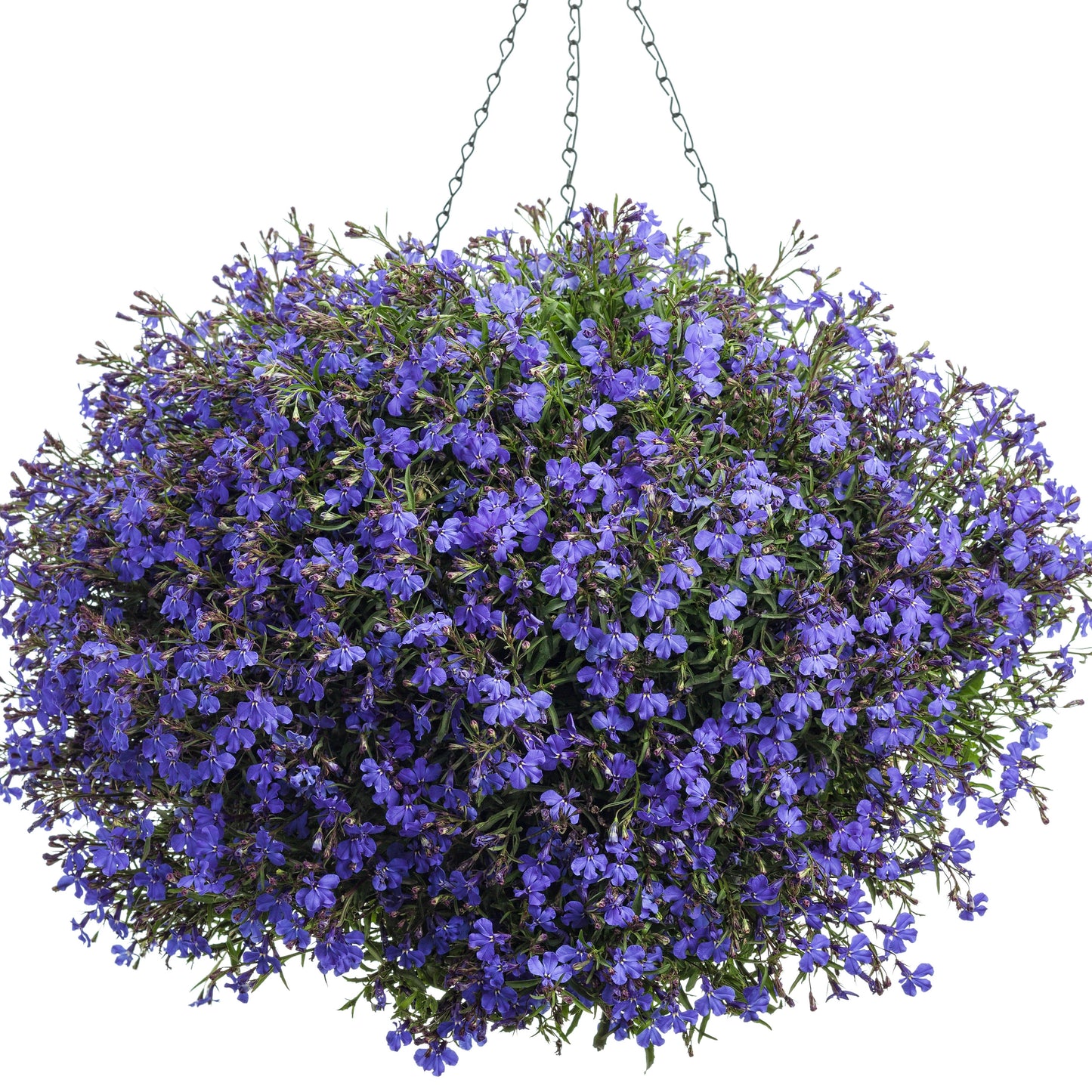 Laguna® Dark Blue Lobelia (Lobelia erinus)