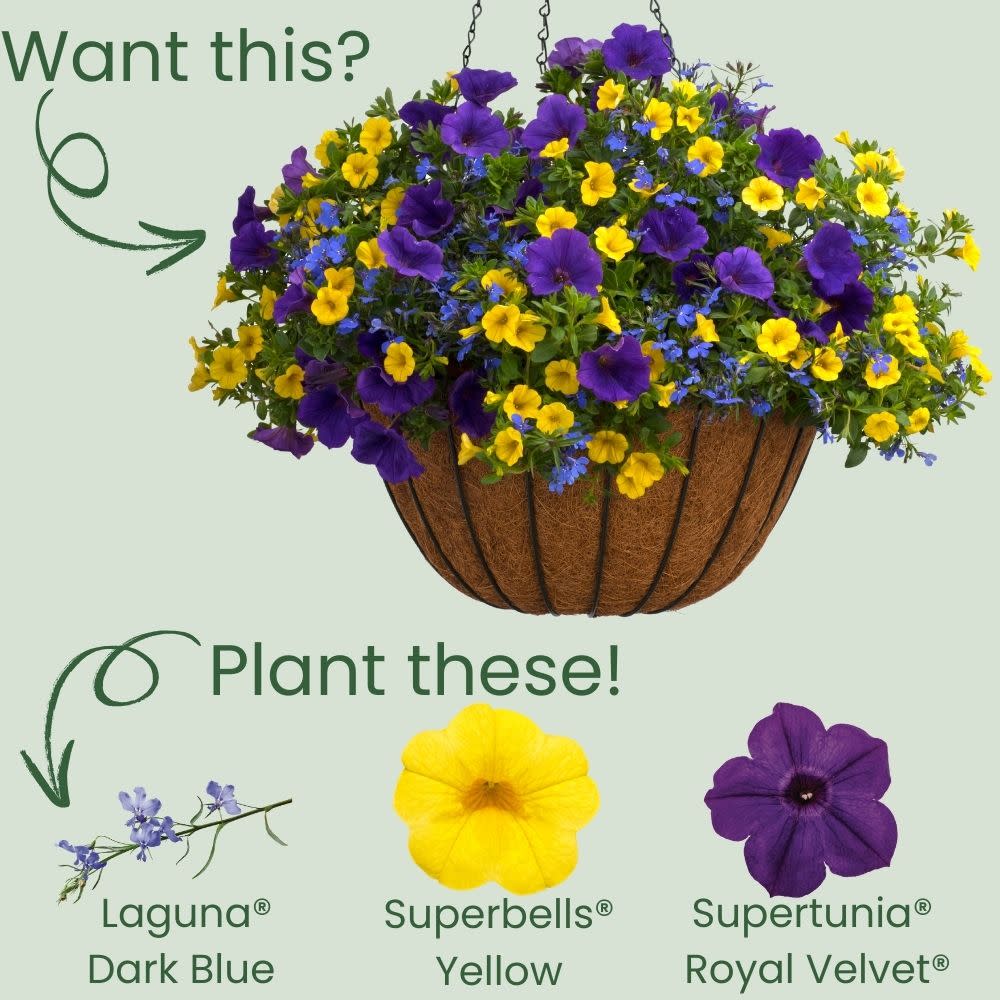 Laguna® Dark Blue Lobelia (Lobelia erinus)