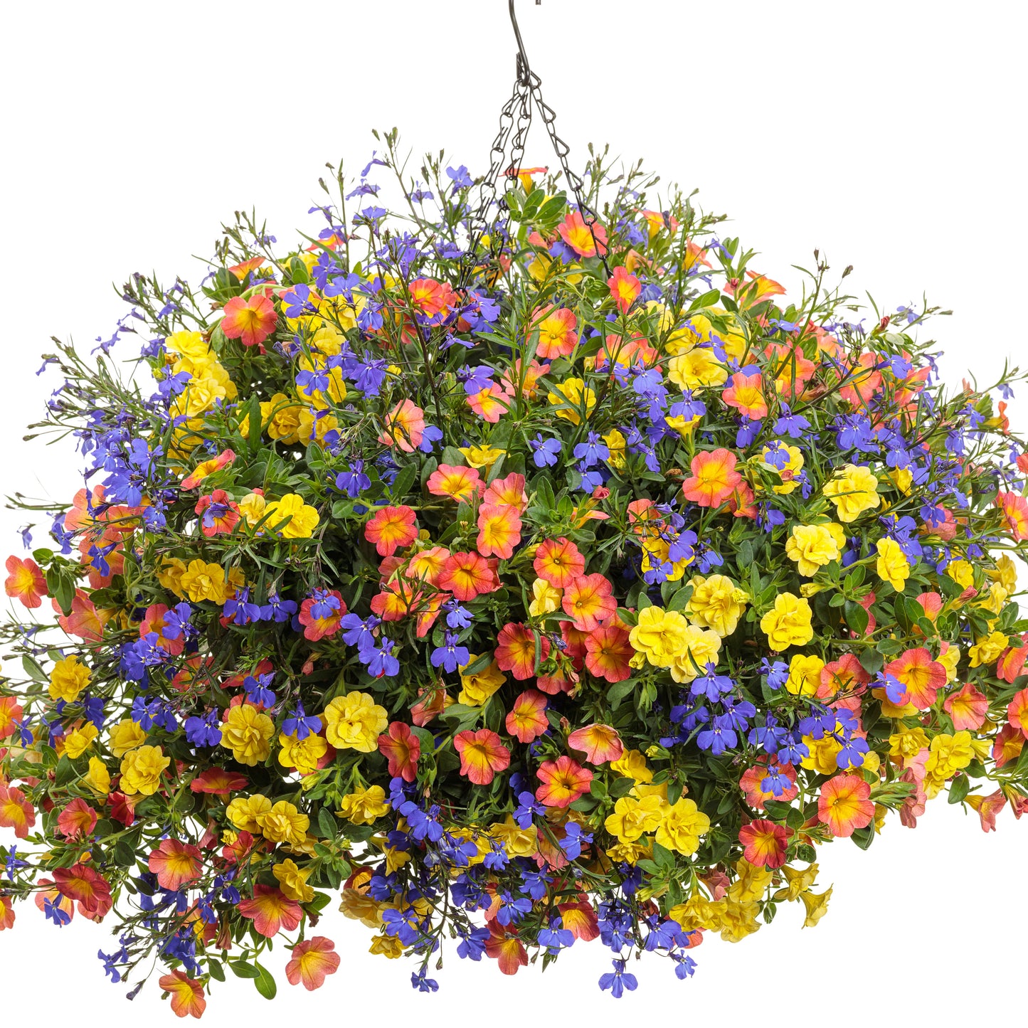 Laguna® Dark Blue Lobelia (Lobelia erinus)